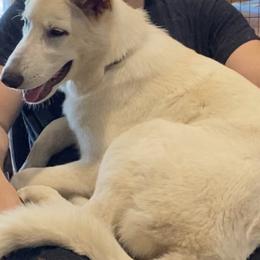 Boy 6 - White male German Shepherd puppy in Santa Rosa Valley, California from Diamond White German Shepherds