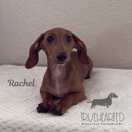 Rachel - Red female Dachshund puppy in Royse City, Texas from Truehearted Miniature Dachshunds
