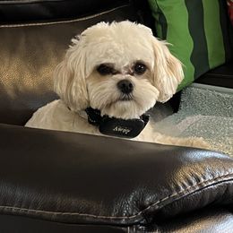 Charlie - White male Cavapoo puppy in Silverton, Oregon from Sweetheart Cavapoos