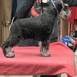 Boy 1 - Miniature Schnauzer puppy in New York from Rave Review kennel