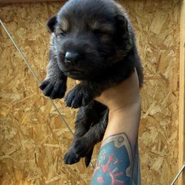 Lime green - Sable male German Shepherd puppy in Phenix City, Alabama from Black Rose Shepherds