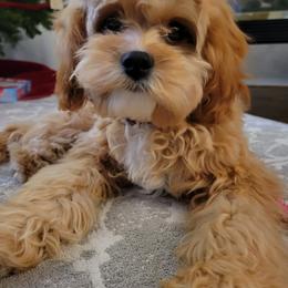 Cavalier King Charles Spaniel and Cavapoo All Grown Up from Terrace Cavaliers and Cavapoo’s