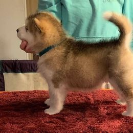 Alaskan Malamute Puppies from Sigma Alaskan Malamutes