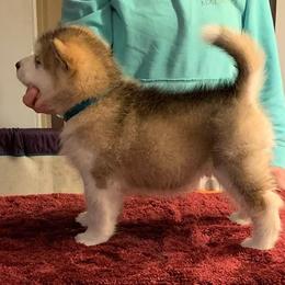 Alaskan Malamute Puppies from Sigma Alaskan Malamutes