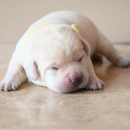 BonBon's Miss Daisy - Yellow female Labrador Retriever puppy in Pasco, Washington from ROCK CREEK LABRADORS Pasco, WA