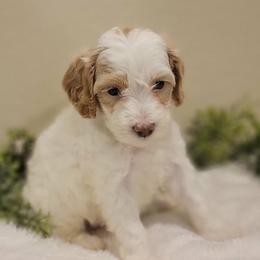 Kitty- mint collar - Parti female Goldendoodle puppy in Fort Worth, Texas from Stacy Warwick