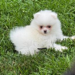 Pomeranian and Siberian Husky Puppies from Anuun's Huskies