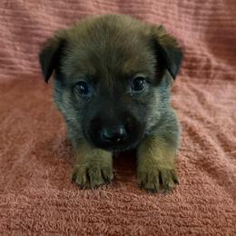 Rani - Sable female Working Dog Cross puppy in Sheridan, Arkansas from Dark Sky Kennels