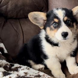 American Corgis and Pembroke Welsh Corgis from Wild West Corgis