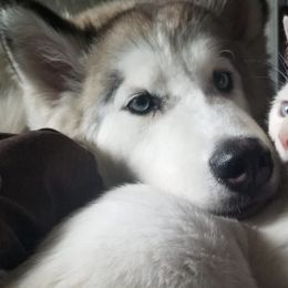 Siberian Huskies from Justins Huskies, Aluskies and Pomskis