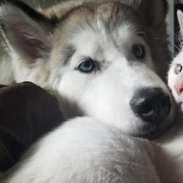 Siberian Huskies from Justins Huskies, Aluskies and Pomskis