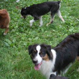 Australian Shepherd and Miniature American Shepherd All Grown Up from Hemlock Brook Farm and Kennels