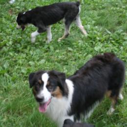 Australian Shepherd and Miniature American Shepherd All Grown Up from Hemlock Brook Farm and Kennels