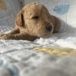 Goldendoodle Puppies from Cassie Farms
