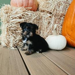 Girl 2 - Black and tan female Yorkshire Terrier puppy in Callahan, Florida from Nikki's Precious Yorkies