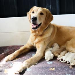Boy 6 - Golden male Golden Retriever puppy in Paoli, Indiana from Rose n’ Thistle Farm