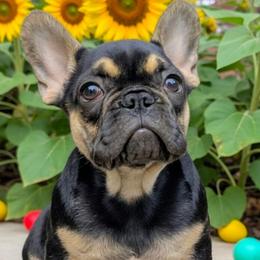 Tupac - Tricolors male French Bulldog puppy in Fairland, Oklahoma from Priscilla's Frenchies