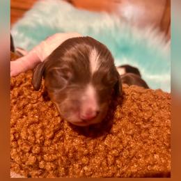 Zero - Chocolate and tan male Dachshund puppy in Louisa, Kentucky from Mini Doxies of Eastern KY