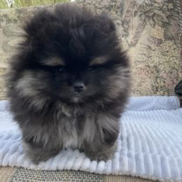 Pomeranian Puppies from Angelina Shishko