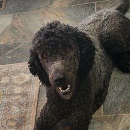 Poodles from Holly's Poodles