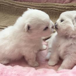 Pomeranian Puppies from Cream Puffs Pomeranians