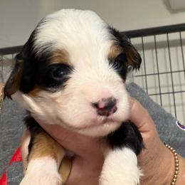 Hamm - Tri-color male Bernedoodle puppy in Lincoln, Nebraska from GRand Doodles