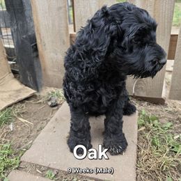 Oak - Black male Labradoodle puppy in Genoa City, Wisconsin from Sakura Pups