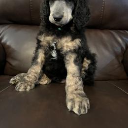 Poodle Puppies from Schrute Farms Standard Poodles