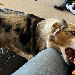 Australian Shepherds from Fayra's Australian Shepherds