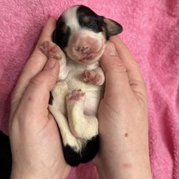 Penelope - Piebald female Dachshund puppy in Westport, Kentucky from Lonestar Creek Farm