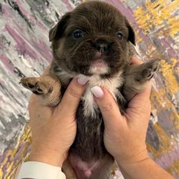 Anatoliy (Tolic) - Blue male French Bulldog puppy in Chesnee, South Carolina from Michael & Raisa