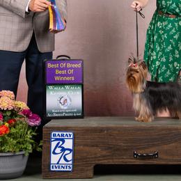 Maltese and Yorkshire Terriers from Kallos kennels
