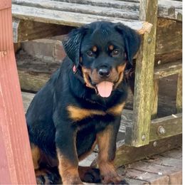 Ruby - Black and mahogany female Rottweiler puppy in Fredericksburg, Virginia from Milton's Rottweilers