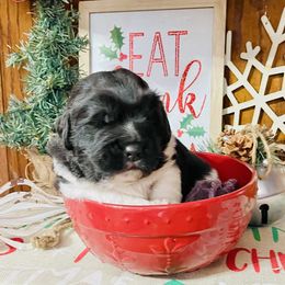 Newfoundland and Shih Tzu Puppies from Grand Meadow Newfoundlands