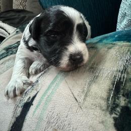 Female 2 - Parti female Miniature Schnauzer puppy in Pearland, Texas from K & S Schnauzers