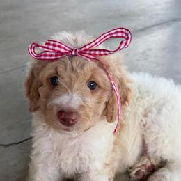 Red parti 2 - Dark golden female Double Doodle puppy in Yoakum, Texas from The Scott’s Dood Ranch
