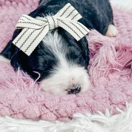 Rey - Black and white female Bernedoodle puppy in Otisville, Michigan from Danie’s Darling Doodles LLC