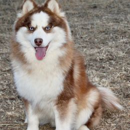 Koa - Pomsky