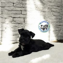 Cooper - Black male Miniature Schnauzer puppy in Magalia, California from NorCal Schnauzers