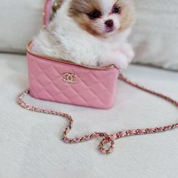Saki - Lavender male Pomeranian puppy in Canandaigua, New York from Fingerlakes Pomeranians