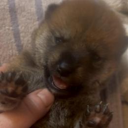 Stuart Little - Red male Shiba Inu puppy in Clewiston, Florida from Animal Farm Shiba Inus & Mameshibas