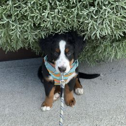 Bernese Mountain Dog Puppies from Hilltop K9