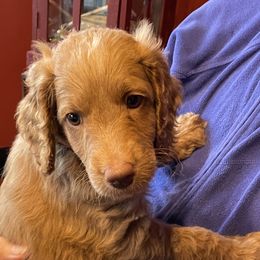 Australian Labradoodle Puppies from Fruitful Beginnings,LLC
