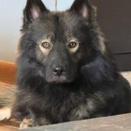 Teddy - Wolf sable male Pomsky puppy in New Lenox, Illinois from Illinois Poms
