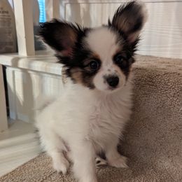 Ben - White black and tan male Papillon puppy in Blythewood, South Carolina from Southern Peach