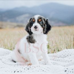 Grey Collar - Merle male Cockapoo puppy in Missoula, Montana from Big Sky Cockapoos