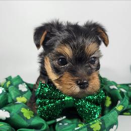 Green collar boy - Black and tan male Yorkshire Terrier puppy in Jacksonville, Florida from Yorkieology