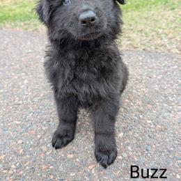 German Shepherd Puppies from League of Shepherds