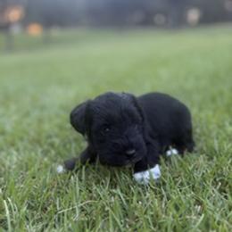 Miniature Schnauzer Puppies from Rebecca LeBoeuf