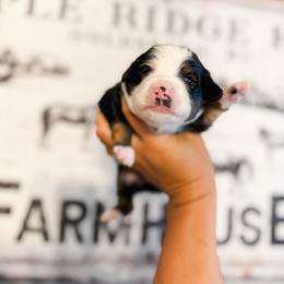Betsy - Black tri female Miniature Australian Shepherd puppy in Goldsboro, North Carolina from Maple Ridge Farm